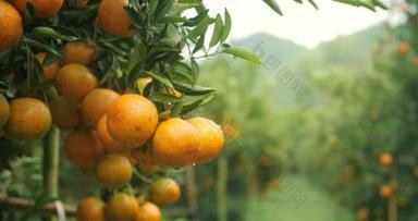 橘子树，水果，橘子种植园。雨后新鲜的橙子落在树上，茶树花园.